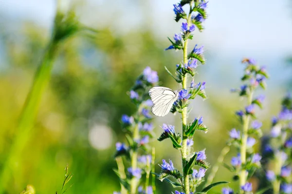 Vit buterfly på blomma — Stockfoto
