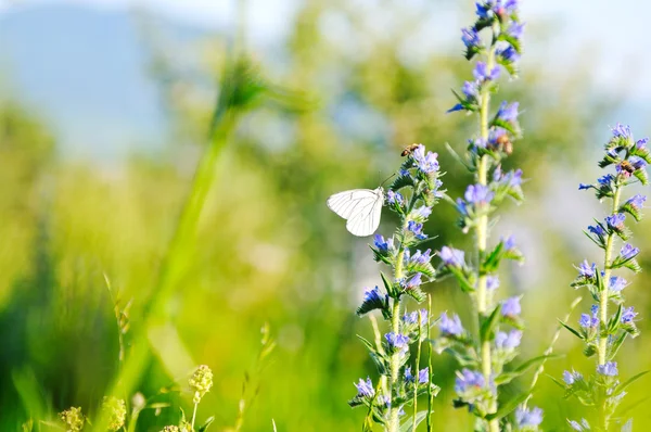 Λευκή πεταλούδα στο λουλούδι — Φωτογραφία Αρχείου