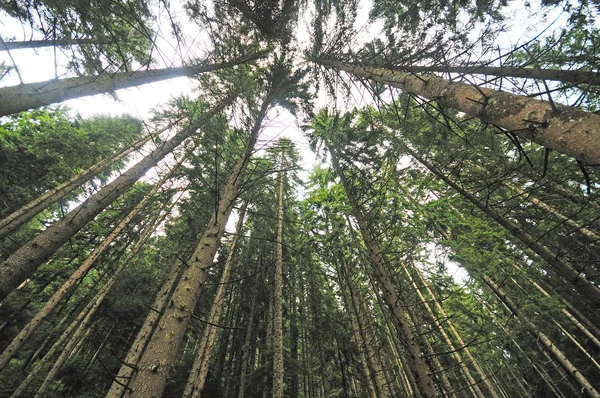 Árboles forestales con lente gran angular —  Fotos de Stock