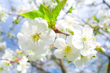 Close-up cherry flowers clipart