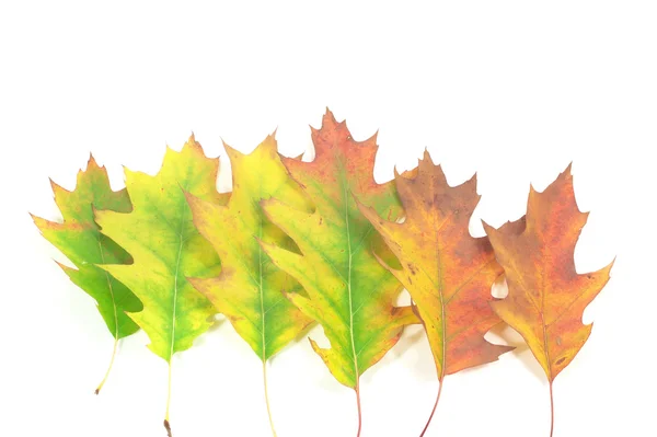 Oak leafs 2 — Stock Photo, Image