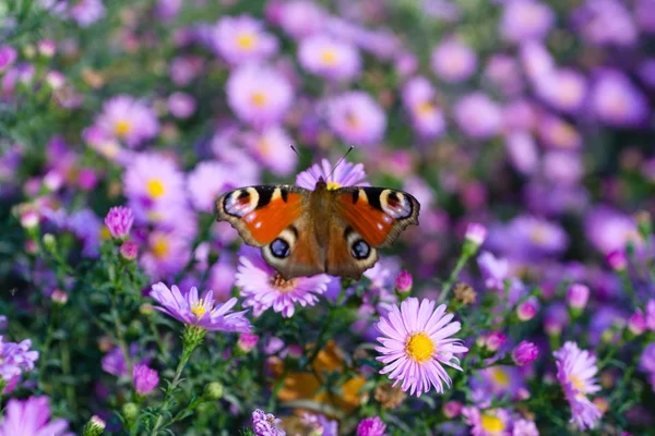 Farfalla di pavone 2 — Foto Stock