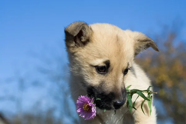 子犬犬 1 口の中で花を抱く — ストック写真