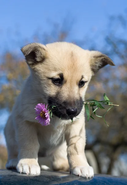Valp hund hålla blomma i mun 2 — Stockfoto