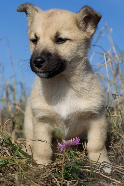 Puppy dog sitting near flower — Stock Photo, Image