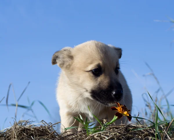 Puppy dog smelling flower 4 — Stock Photo, Image