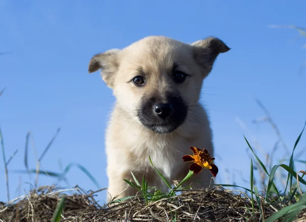 Puppy dog smelling flower 5 — Stock Photo, Image