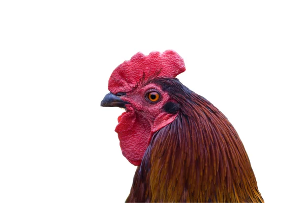 Rooster head on white — Stock Photo, Image