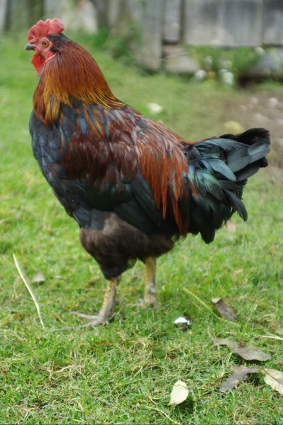 stock image Rooster