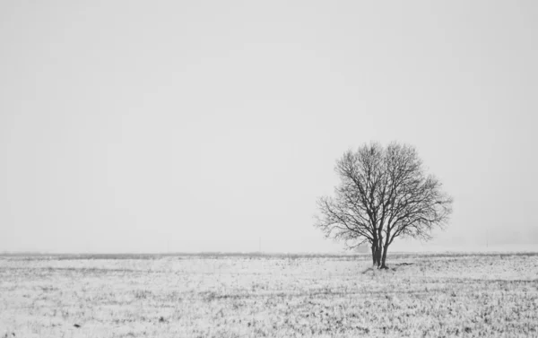 겨울 외로운 나무 — 스톡 사진