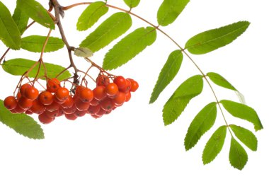 Close-up ashberries clipart