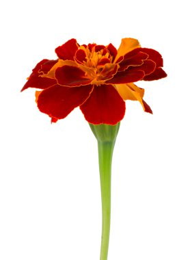 Close-up spreading marigold clipart