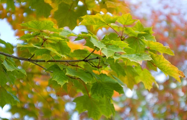 Herfst esdoorn bladeren — Stockfoto