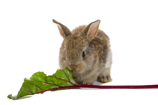 Dítě králík jíst赤ちゃんウサギを食べる — Stock fotografie