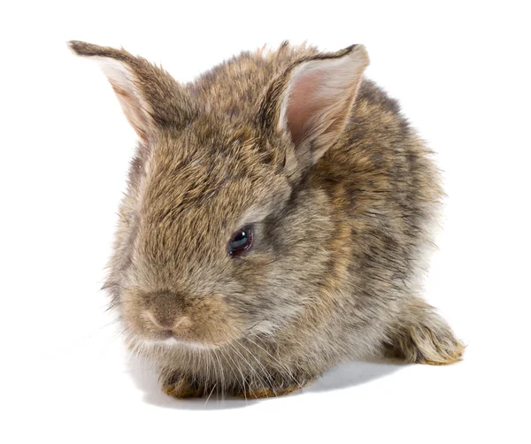 Conejo bebé —  Fotos de Stock