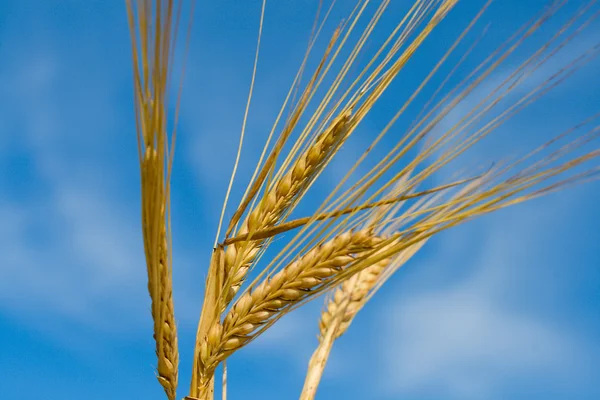 Barley spikelets — Stock Photo, Image