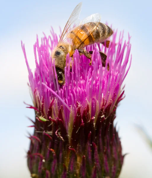 Včely na květu jetele — Stock fotografie