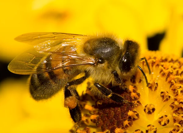 Biene auf Blume — Stockfoto