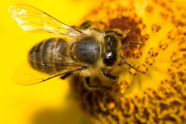 蜜蜂落在黄花上 — 图库照片