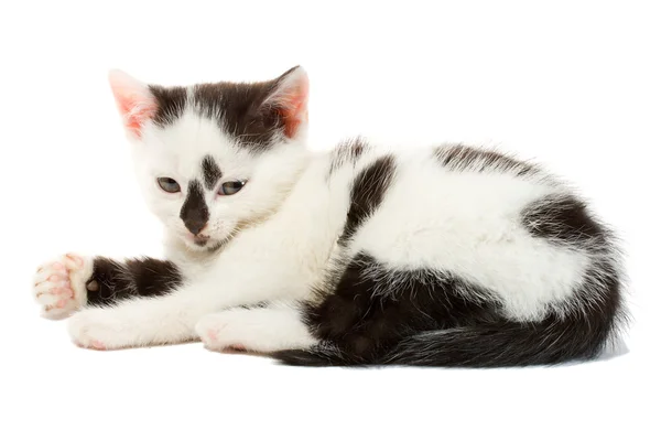 Gattino bianco e nero — Foto Stock