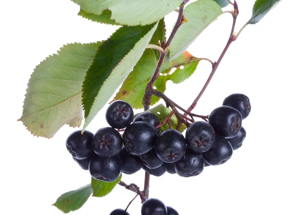 Černé ashberries izolované — Stock fotografie