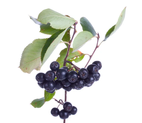 Černý ashberries — Stock fotografie