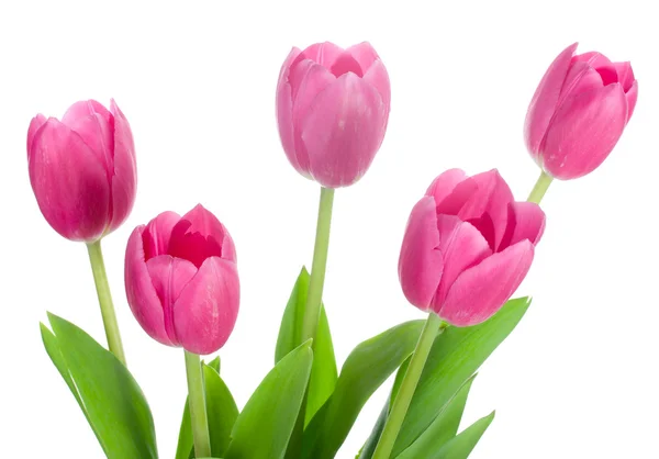 Boeket uit vijf roze tulpen — Stockfoto
