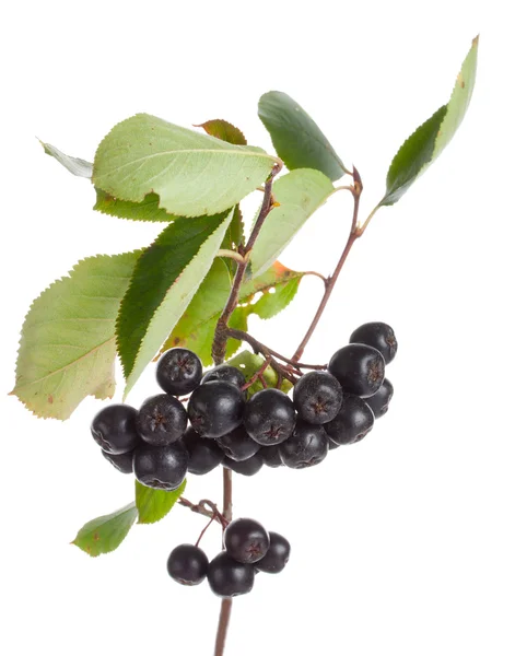 黒の ashberries の枝 — ストック写真