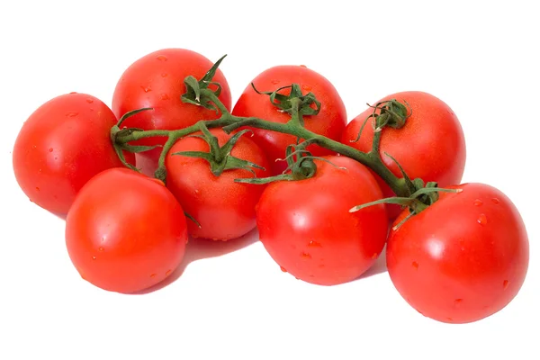 Branch of tomatoes — Stock Photo, Image