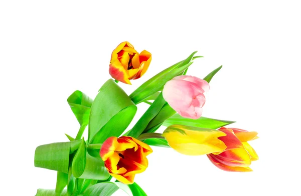 Ramo de cinco tulipanes —  Fotos de Stock