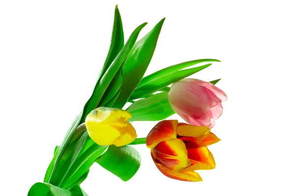 Mazzo di tre tulipani — Foto Stock