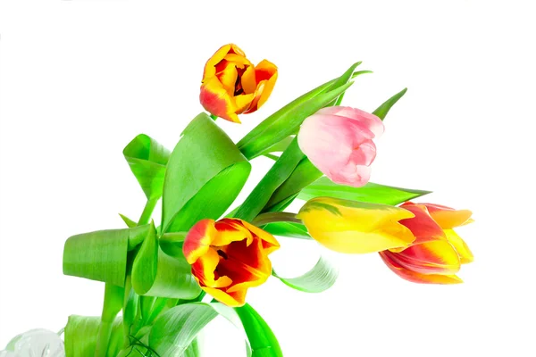 Mazzo di cinque tulipani — Foto Stock