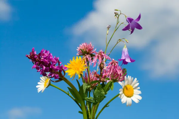 Mazzo di fiori selvatici — Foto Stock