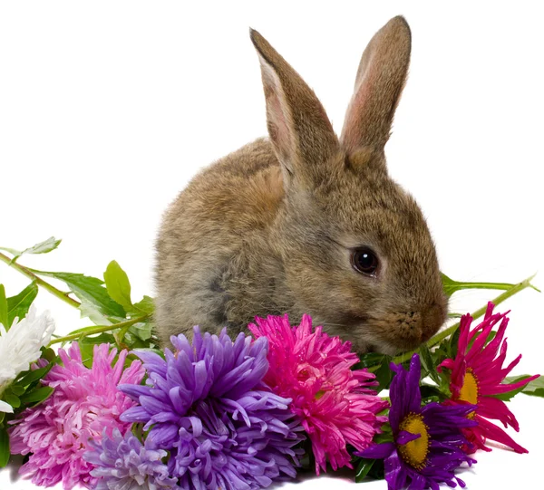 Bunny ve aster çiçekler — Stok fotoğraf