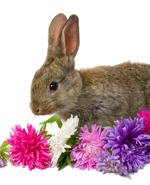 小兔子和鲜花 — 图库照片