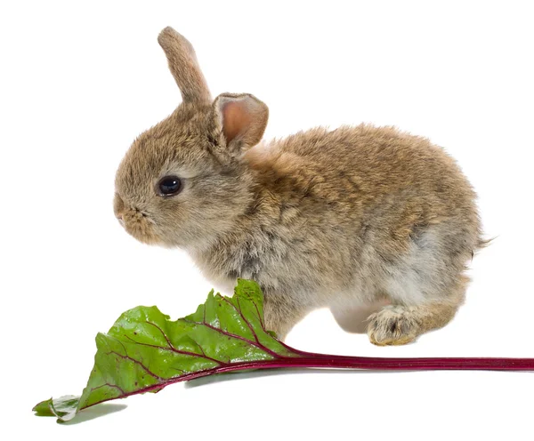 먹는 토끼 — 스톡 사진