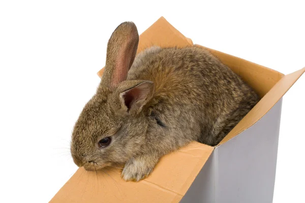 Bunny i låda — Stockfoto