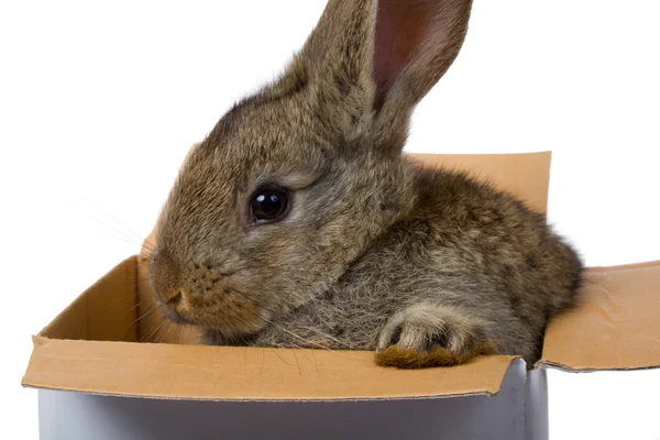 Bunny in box as gift — Stock Photo, Image