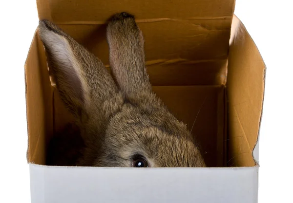 Coniglietto in scatola — Foto Stock