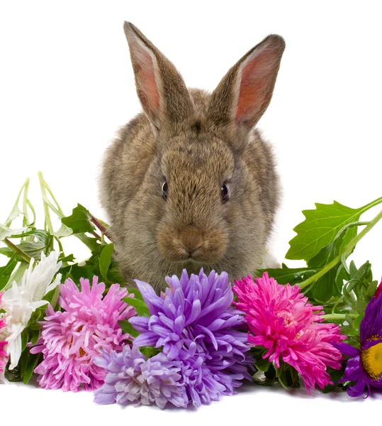 嗅到花的小兔子 — 图库照片