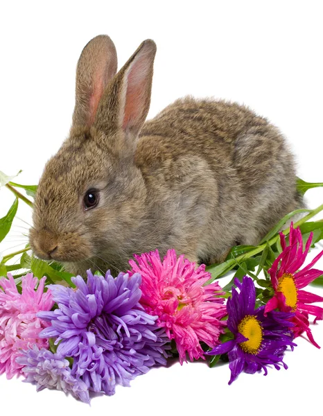 Bunny med blommor — Stockfoto