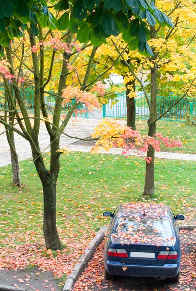 Auto mit umgestürzten Blättern — Stockfoto