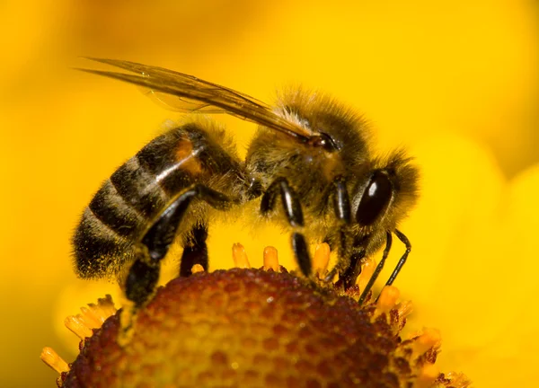 Крупный план пчелы на цветке — стоковое фото