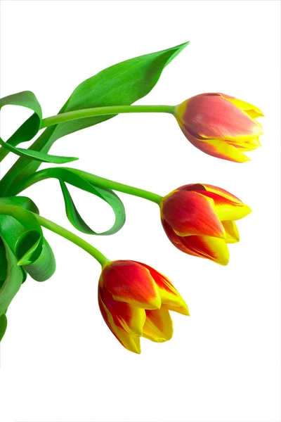 Close-up grupo de três tulipas — Fotografia de Stock