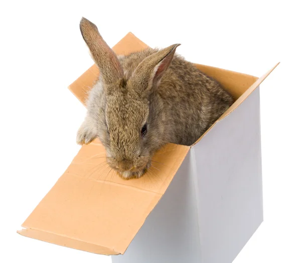 Close-up bunny in box — Stock Photo, Image