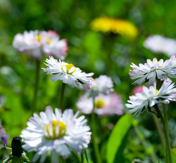 Close-up daisy field — Stock Photo, Image