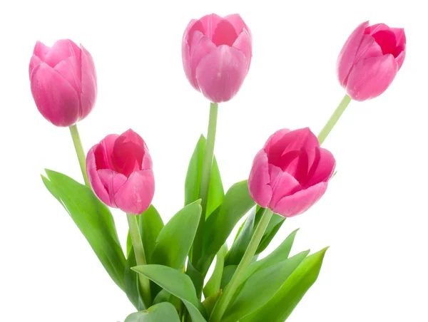 Närbild fem rosa tulpaner — Stockfoto