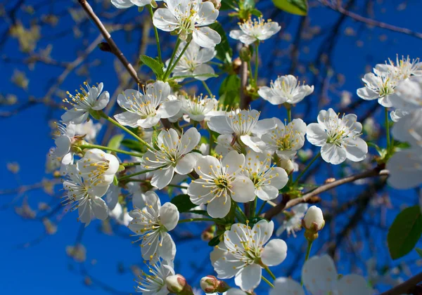 Větev Close-up rozkvětu třešně — Stock fotografie