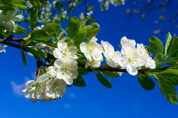 Close-up rozkvětu třešně na modré obloze — Stock fotografie