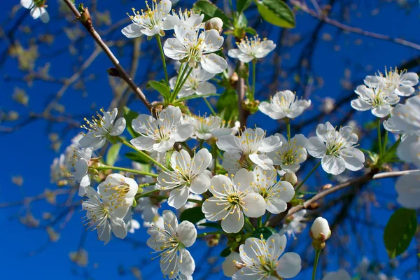Крупный план цветущая вишня — стоковое фото